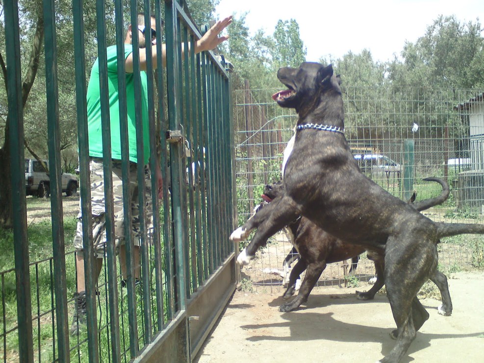 Perro de Presso Canario Oscil