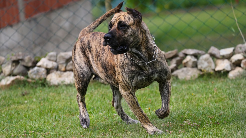 Pressa Canario vs RottWeiler