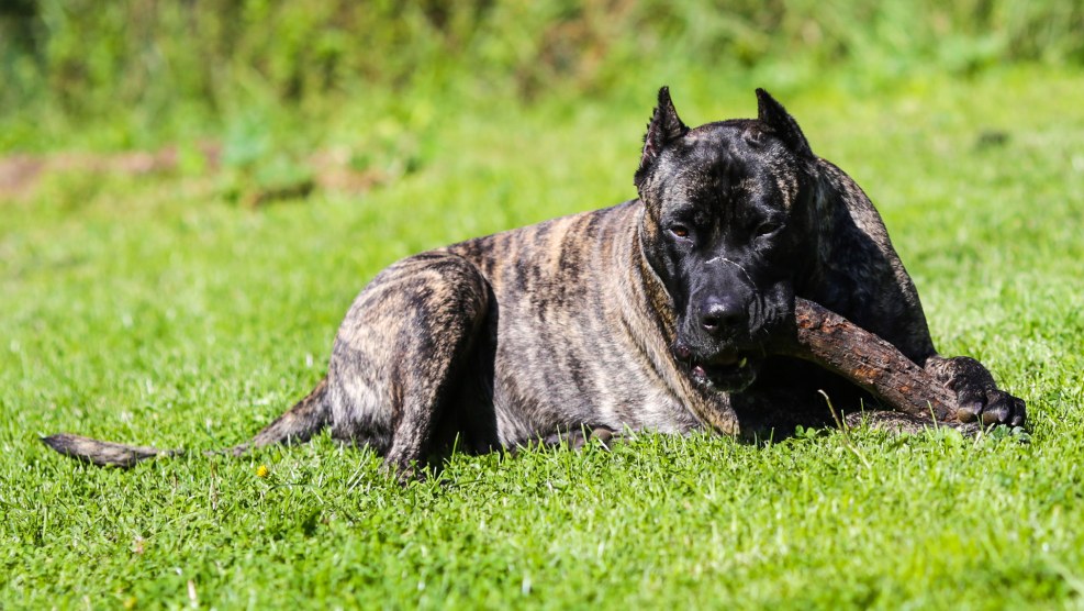 Presa Canario lies