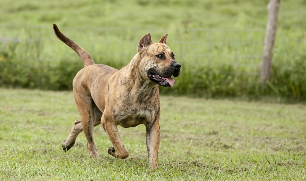 Presa Canario