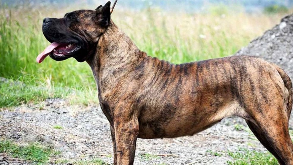 Perrait de Presa Canario