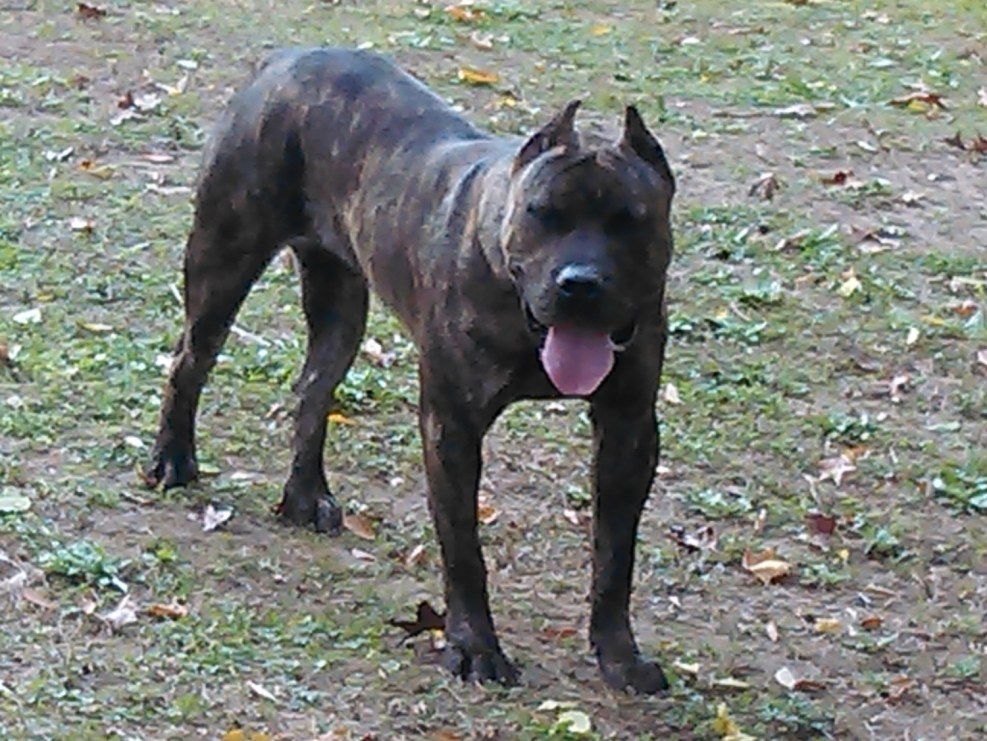 Presa Canario Sable color