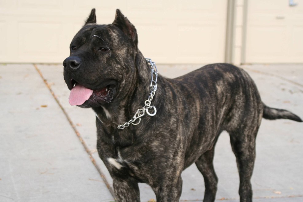 Mastiff Corso Canario