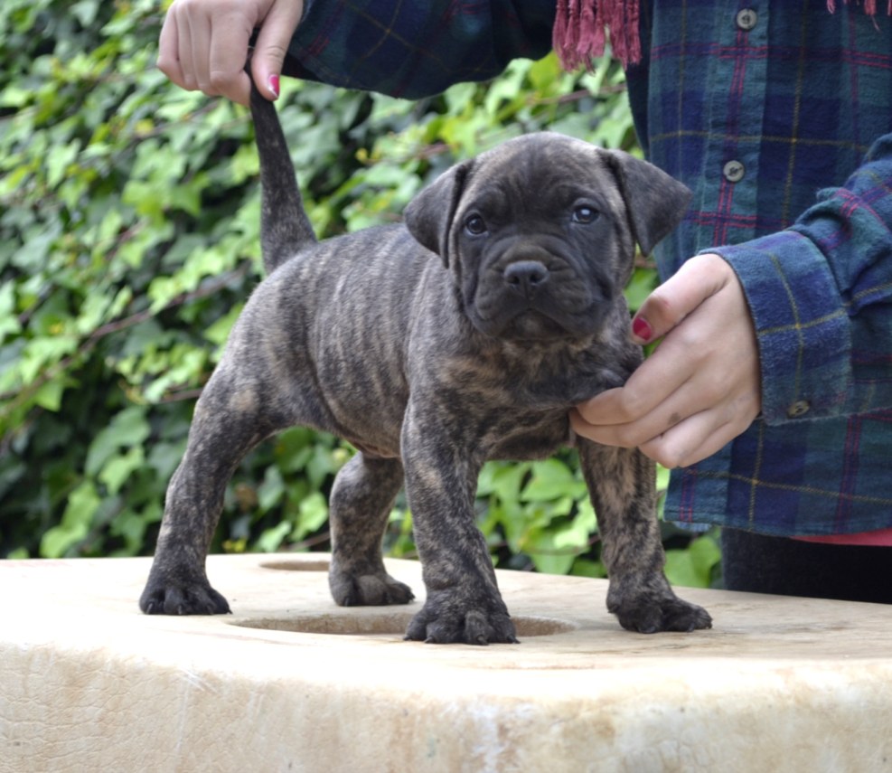 Presa Kanario puppies 2 months