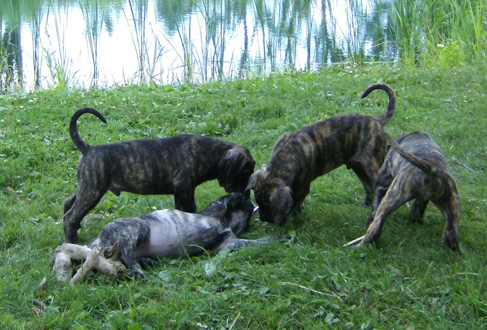 Pierre de Presa Canario