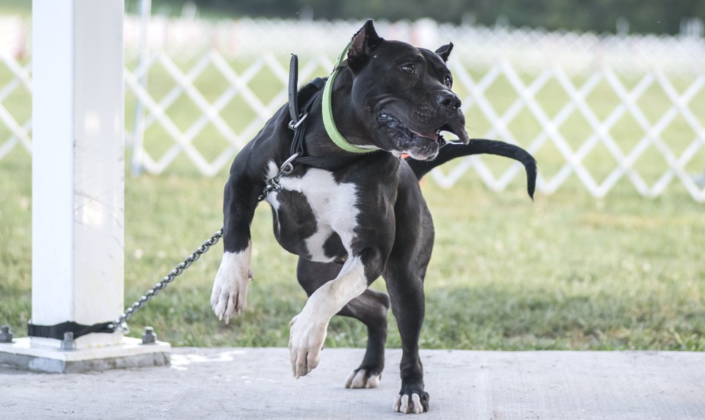 Presso Canario or Burbul