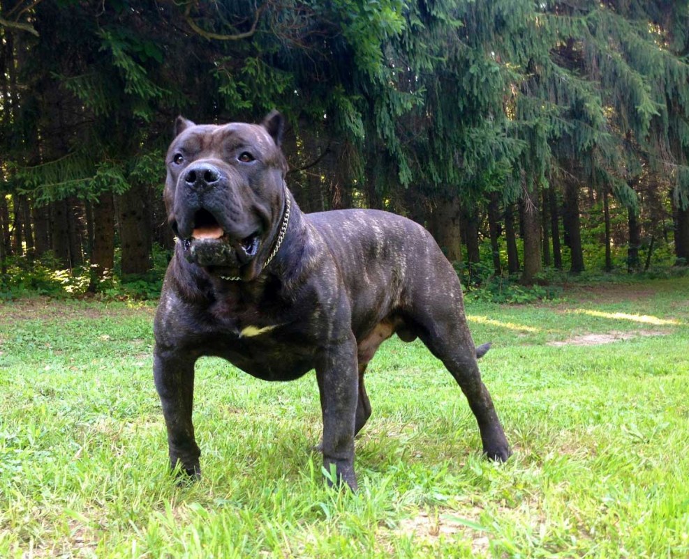Canar Dog Presa Canario