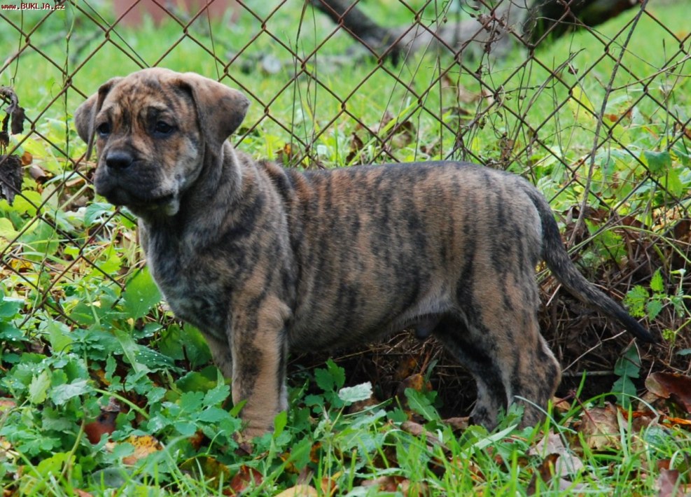 Kane Corso vs Kangal