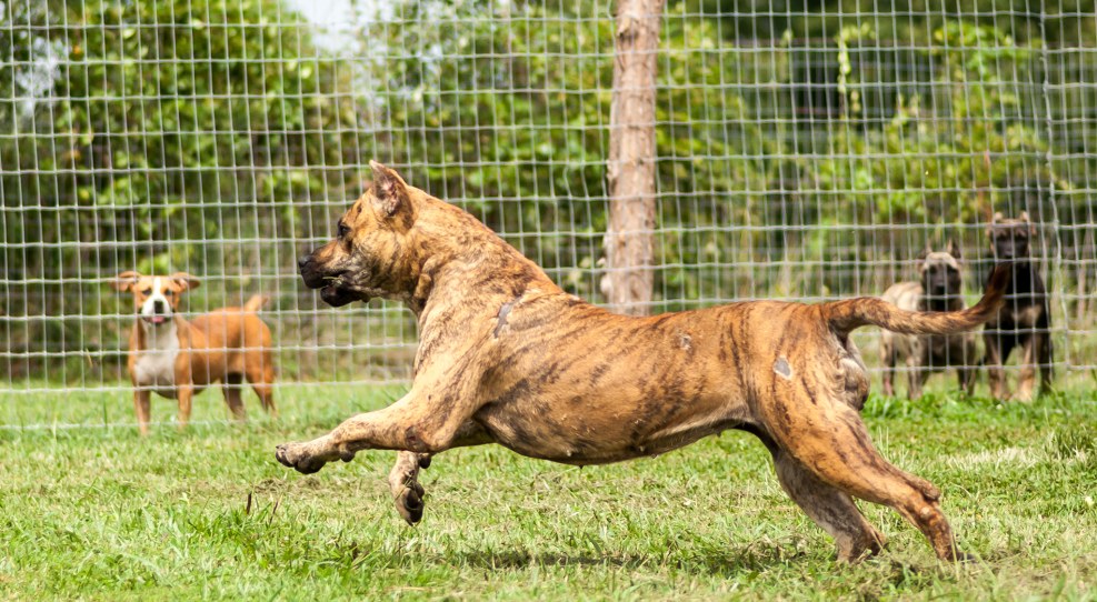 Kanar dog and mastiff