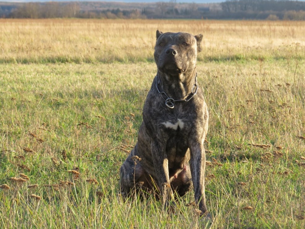 Dog protection is the most dangerous