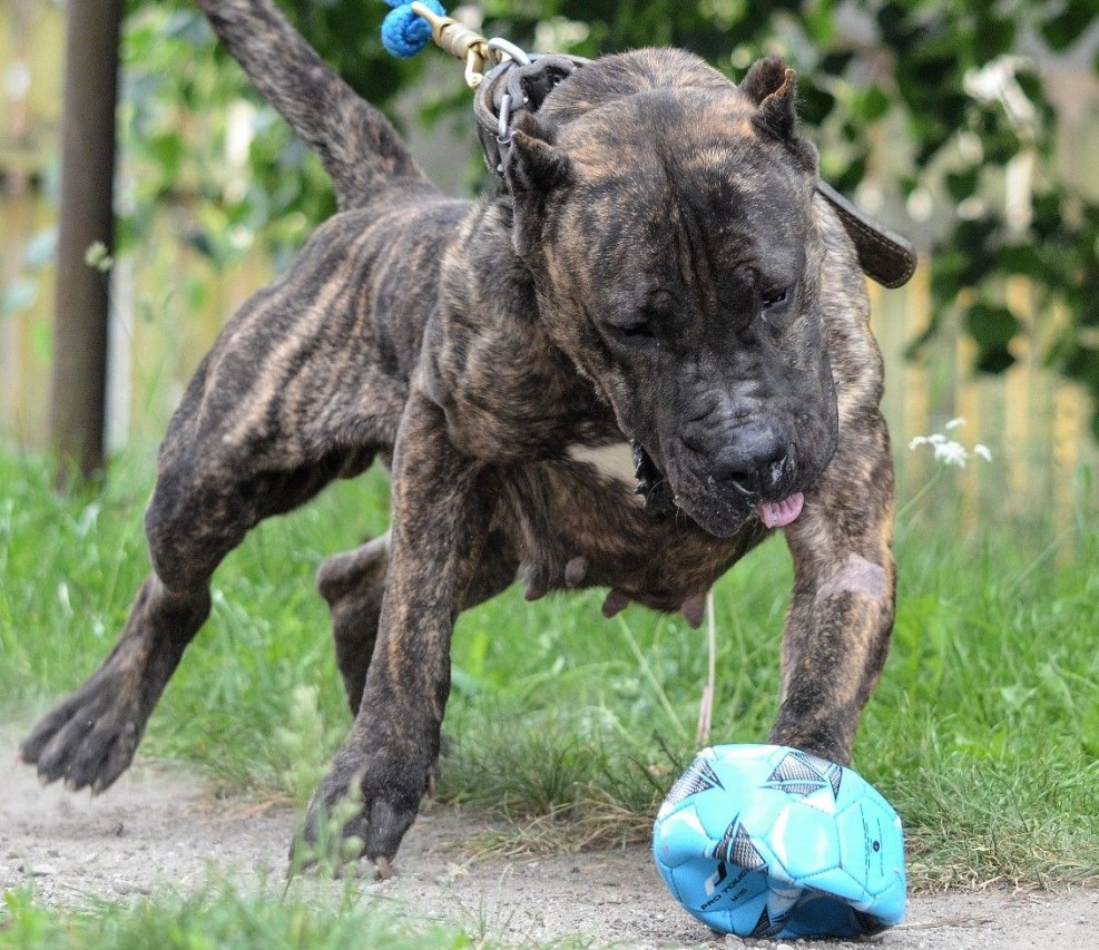 Presa Canario Sable color
