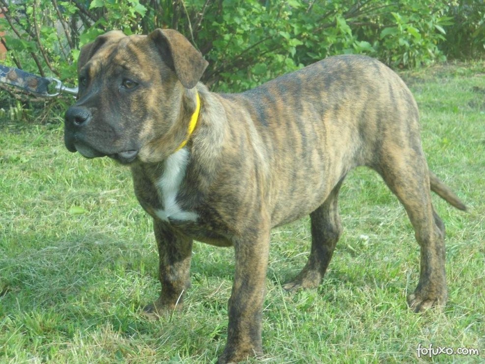 Pressa Canario with Owner