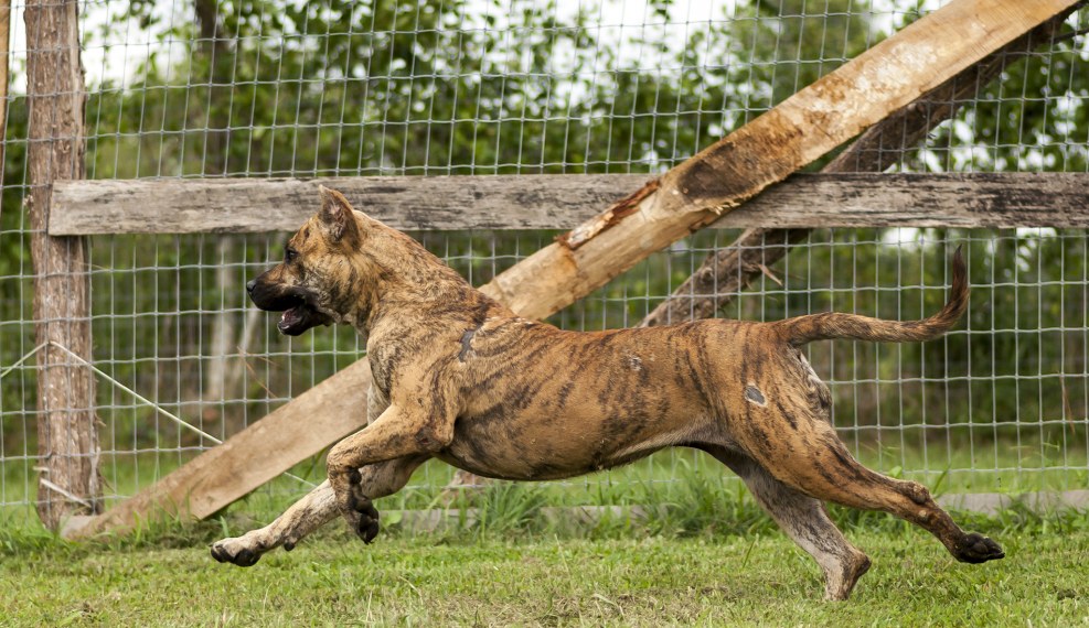 Canar Dog Presa Canario