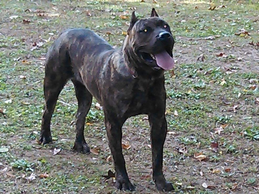 Black Canar Dog puppy