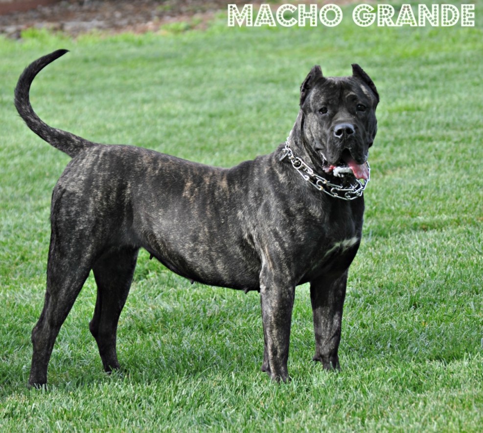 Canar DOG High Resolution