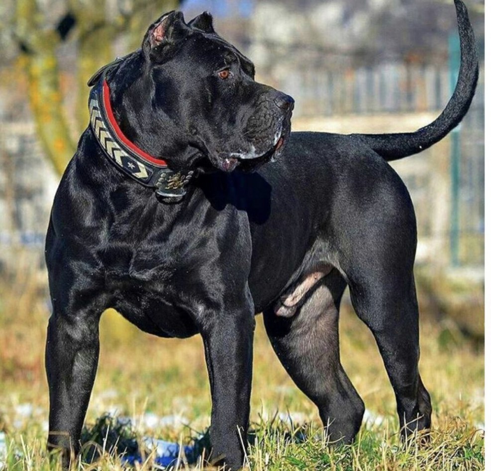 Canar Dog Presa Canario