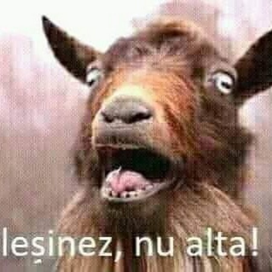 Cats embroidery schemes