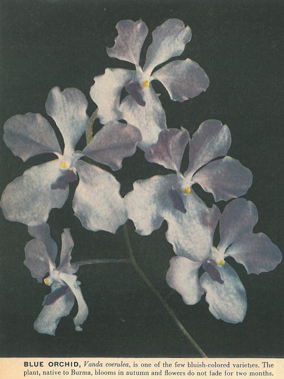 Hydrangea Dolphinium eastoma