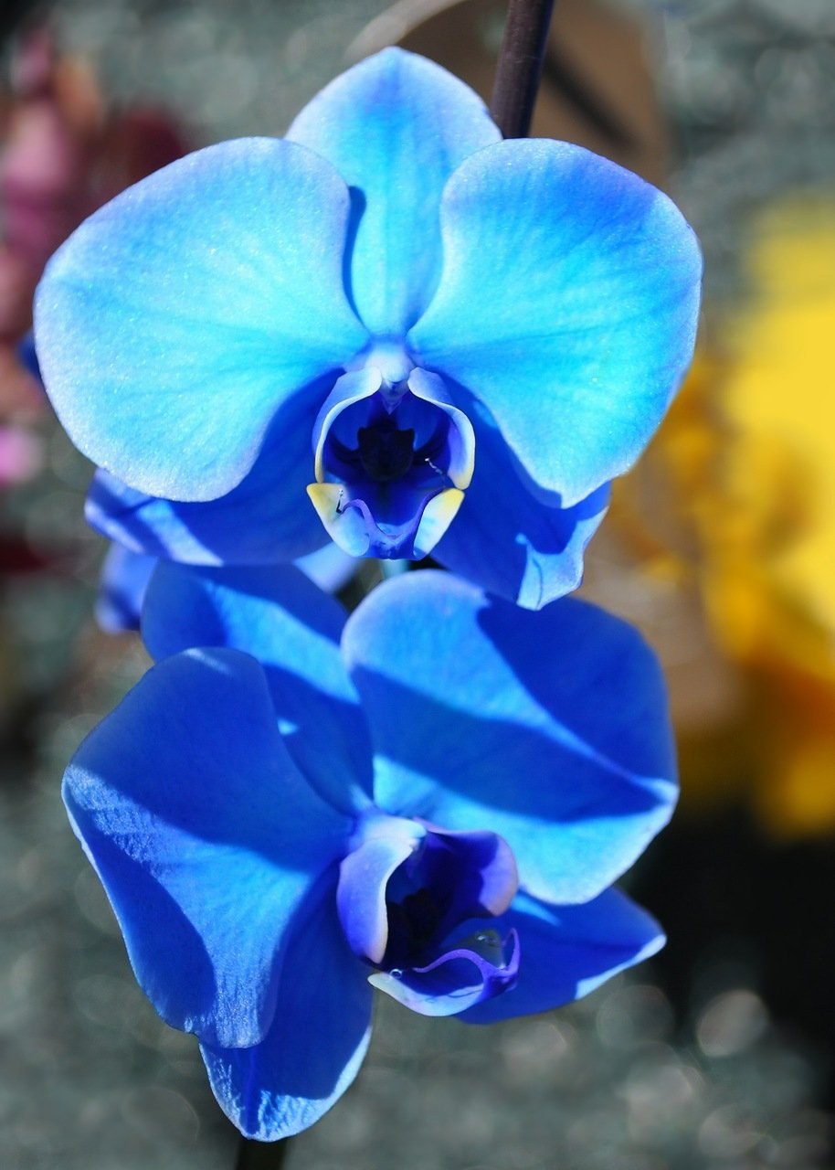 Blue orchid