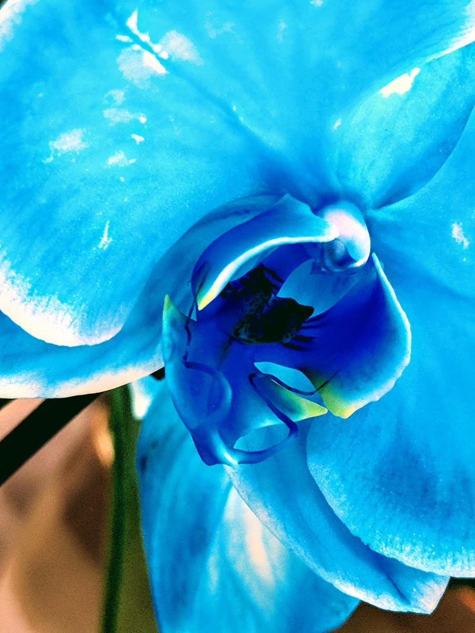 Blue orchid pussy