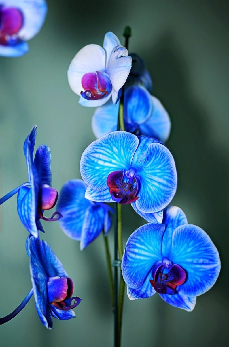 Exotic blue flowers