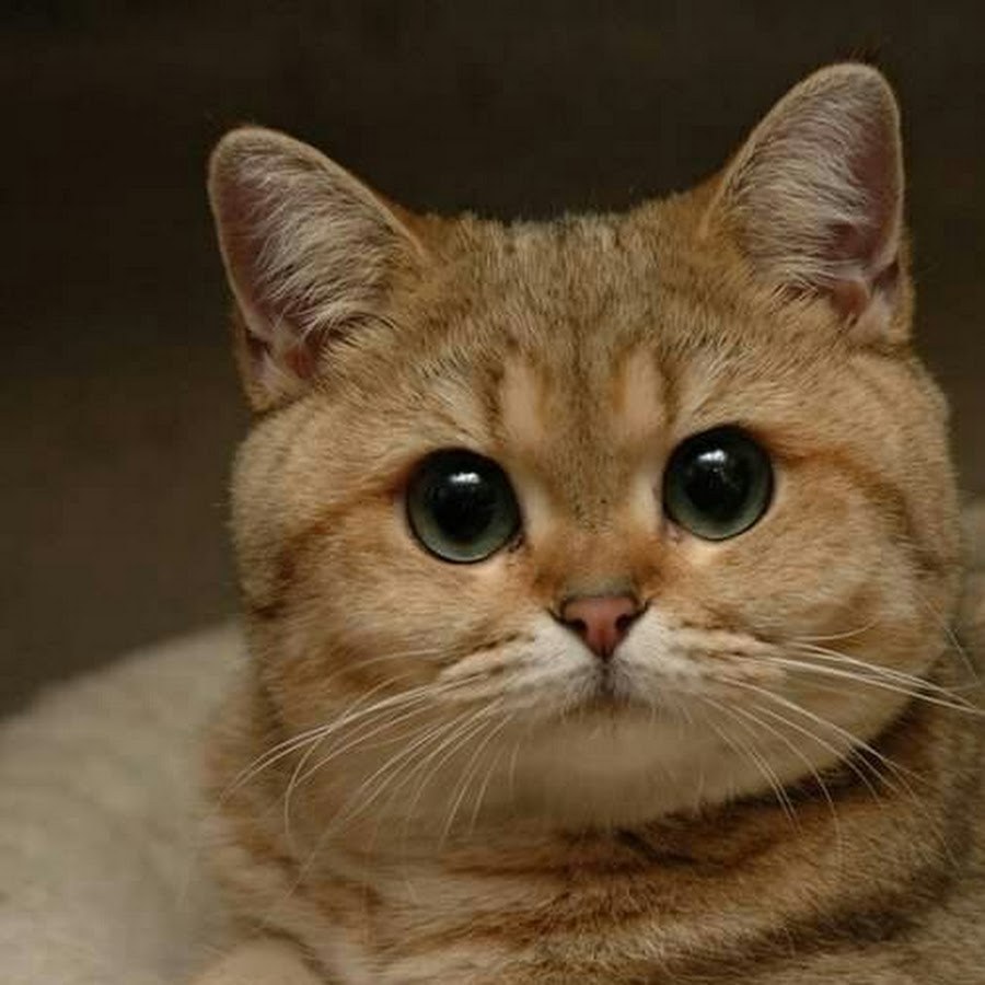 Black white shots from anime nana