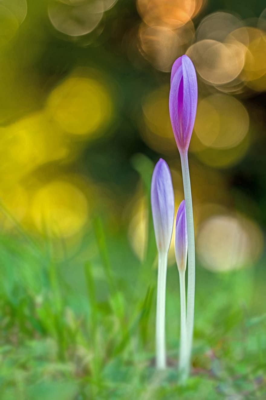 Poison Street Fighter