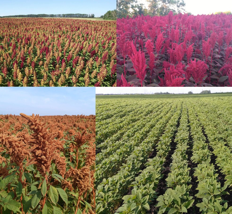 Artist Minjae Lee Greno