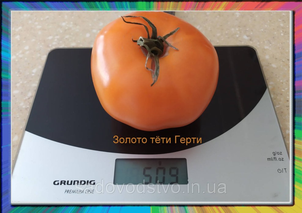 Leonora Carrington (born 1917). "Morning horse (self -portrait)" tavern "