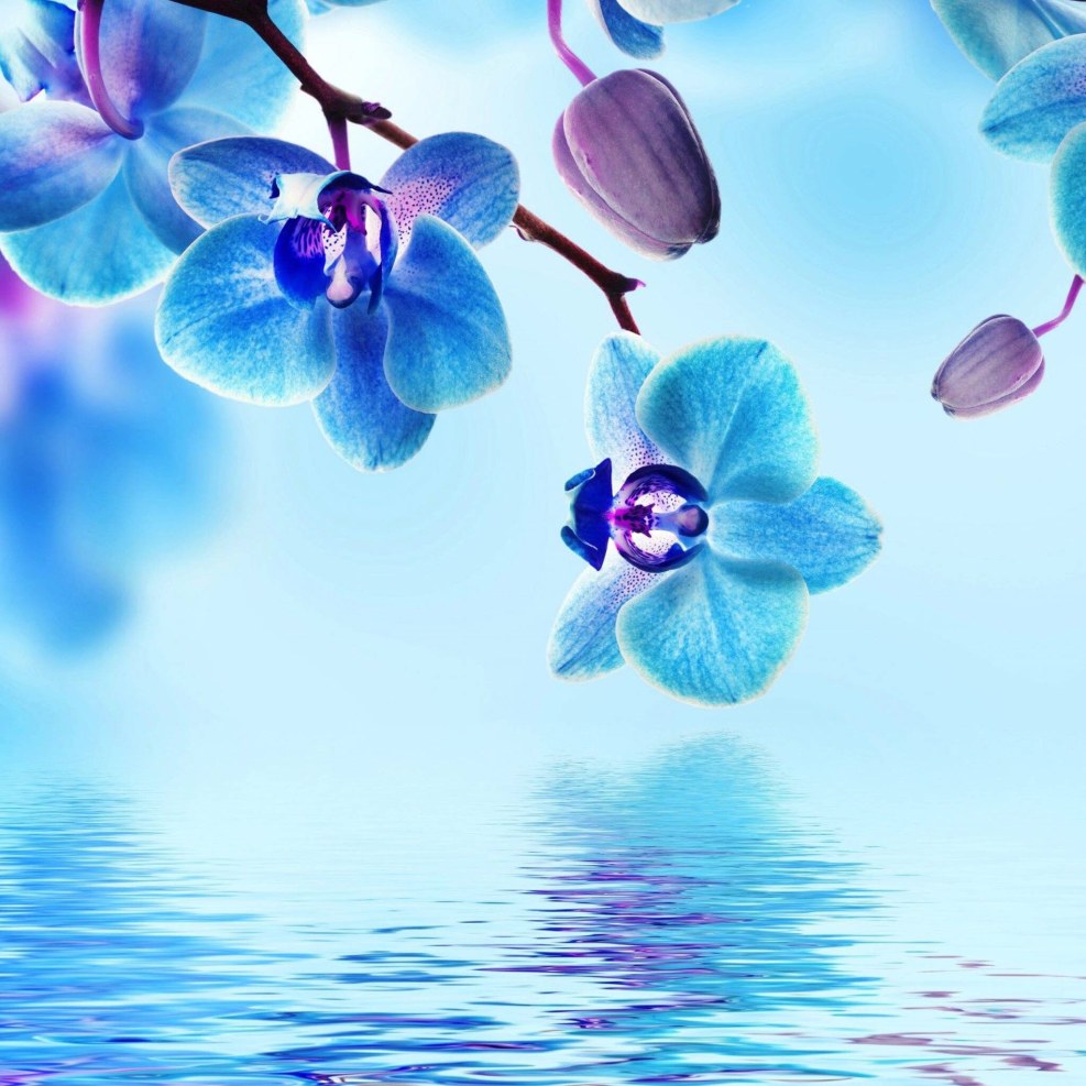 Hooray a dream kiss kiss