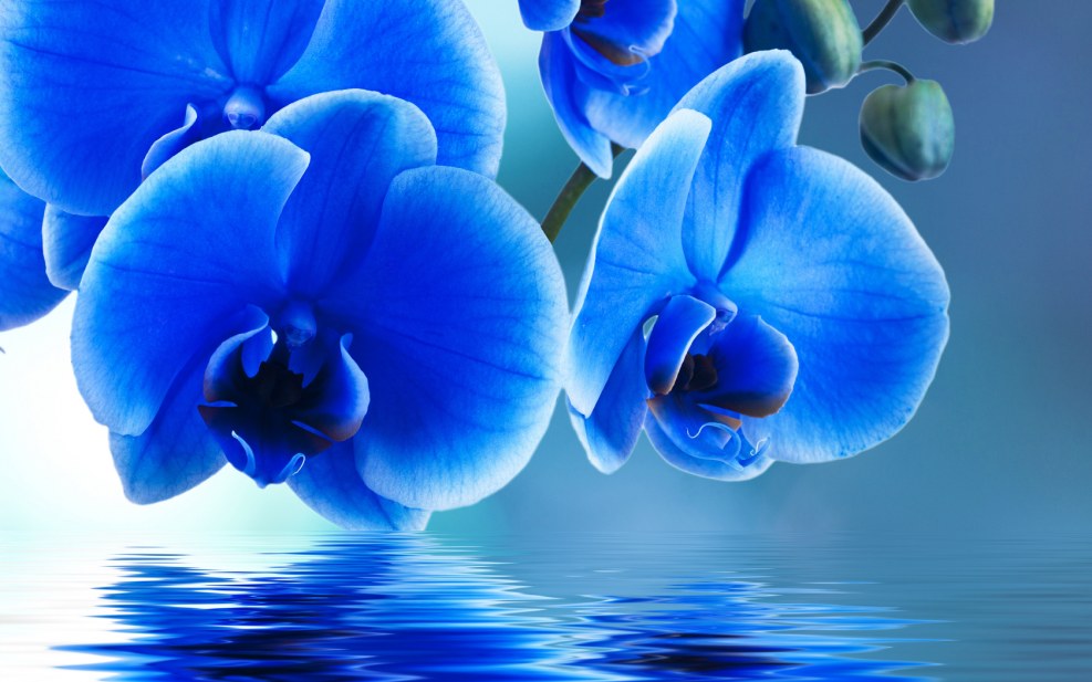 The orchid is violet