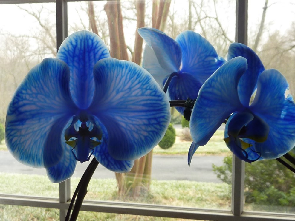 Blue Orchid Collection