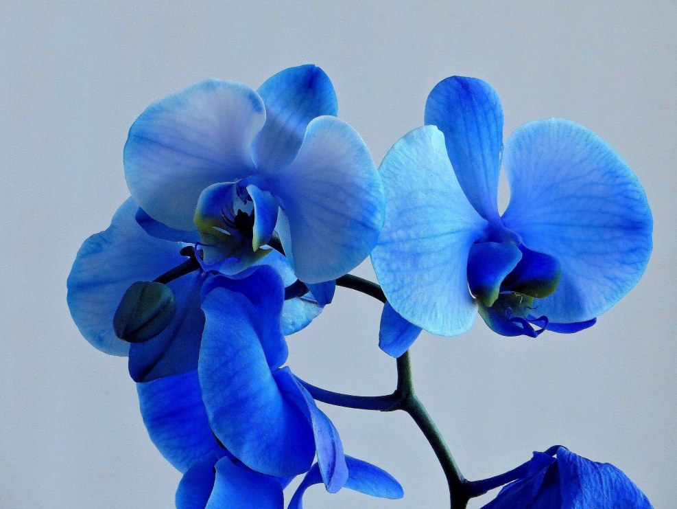 Dandrobium Blue Bouquet