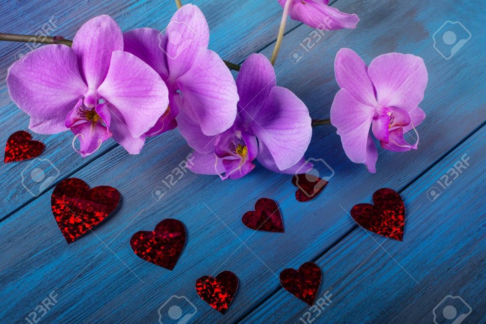 Vans Era Pro (Checker) Classic White / Blue