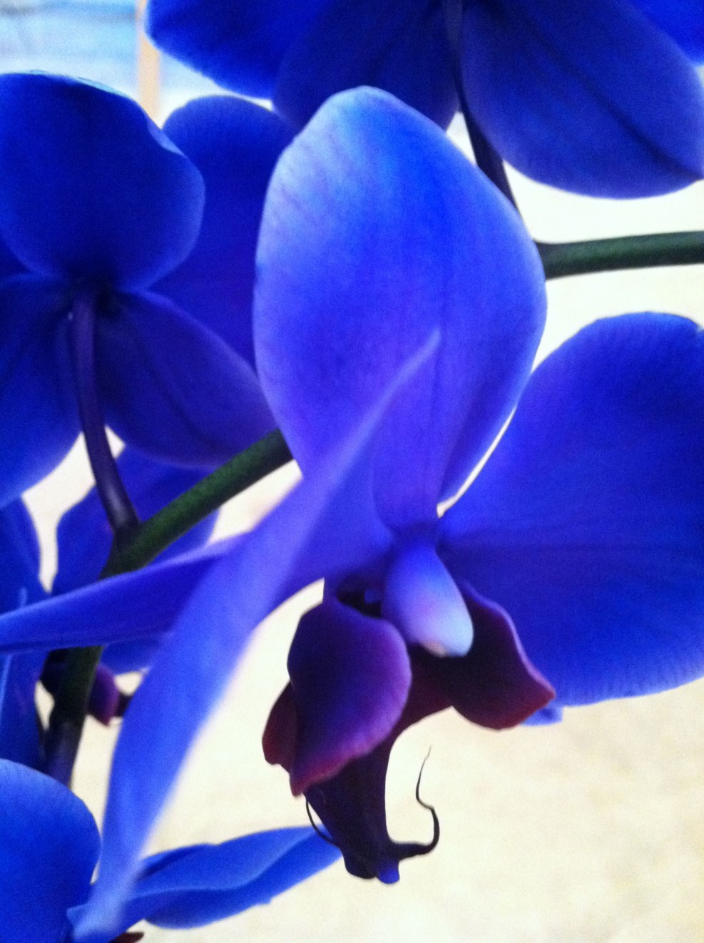 Alista Douglas Blue Orchid