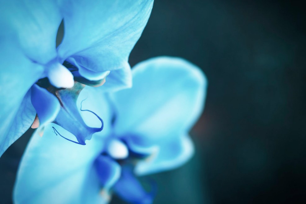 Blue orchids Watercolor