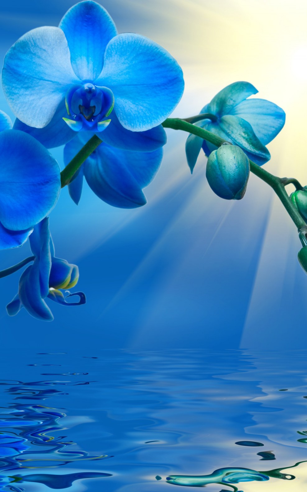 Blue orchid on a black background