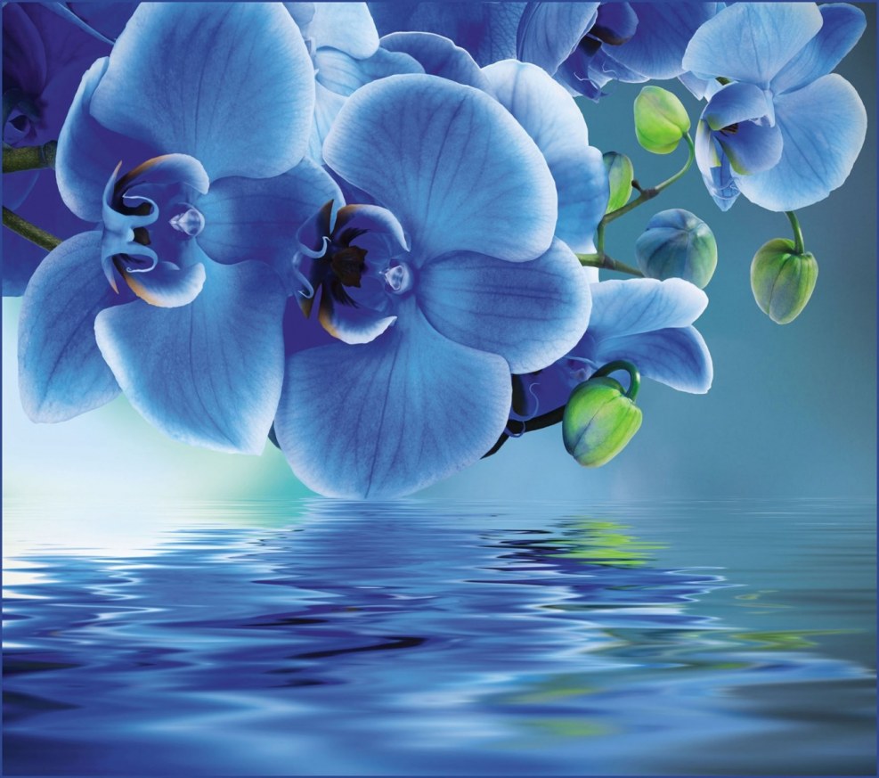 A collection of the Blue Orchid