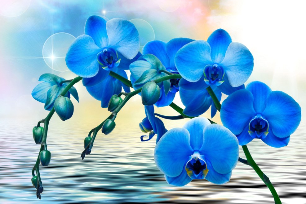 Blue orchids Watercolor