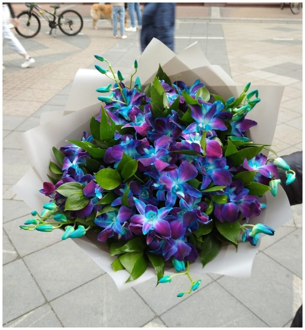 The orchid is gently blue