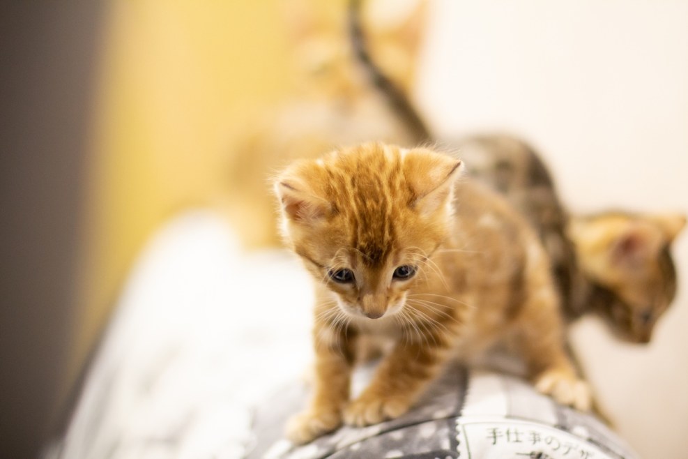 People with a beard meme