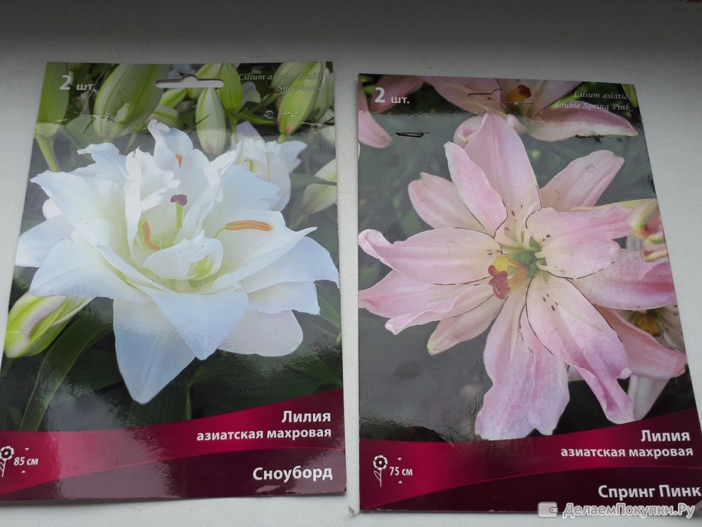 Delphin enjolras French artist