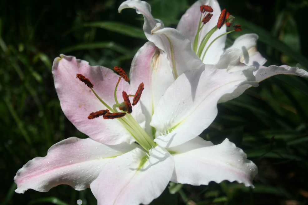 Lilia Savrasova Belgorod