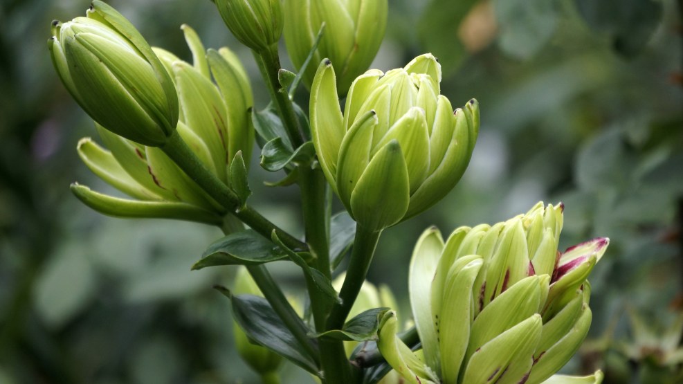 League of Legends lily