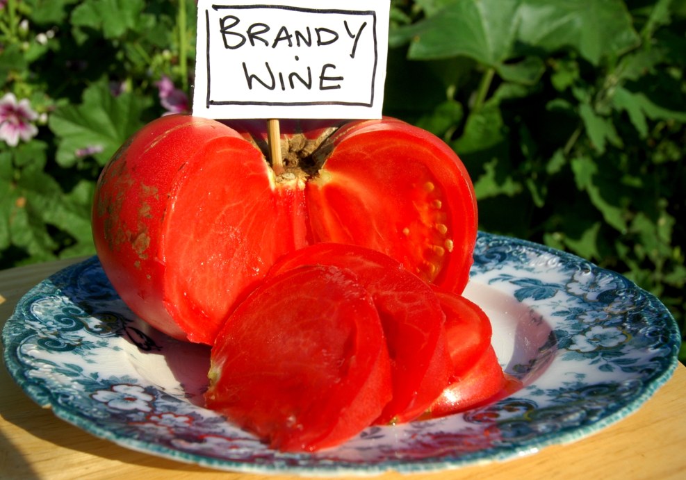 Photo shoot at the restaurant grapes Engels