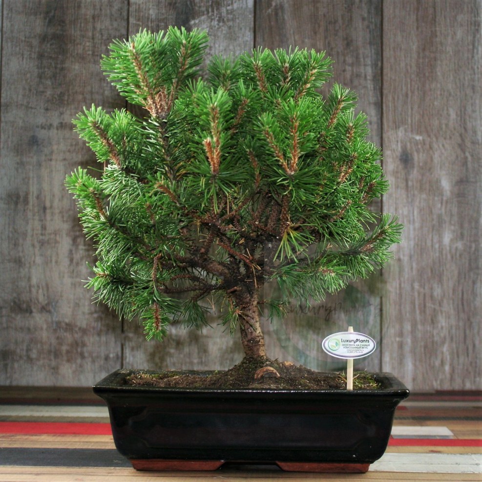 Breeding hook of a lifting crane