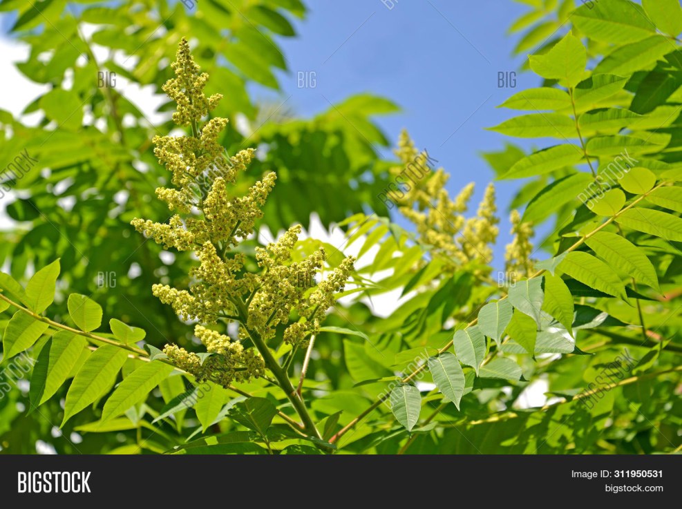 A Friend NEED IS A FREEND INDEED