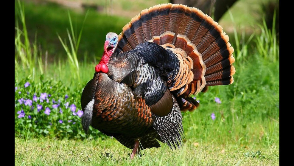 Patricia Velazquez Anksunamun