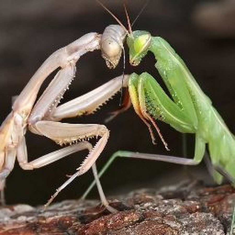 Praying Mantis (58 photos)