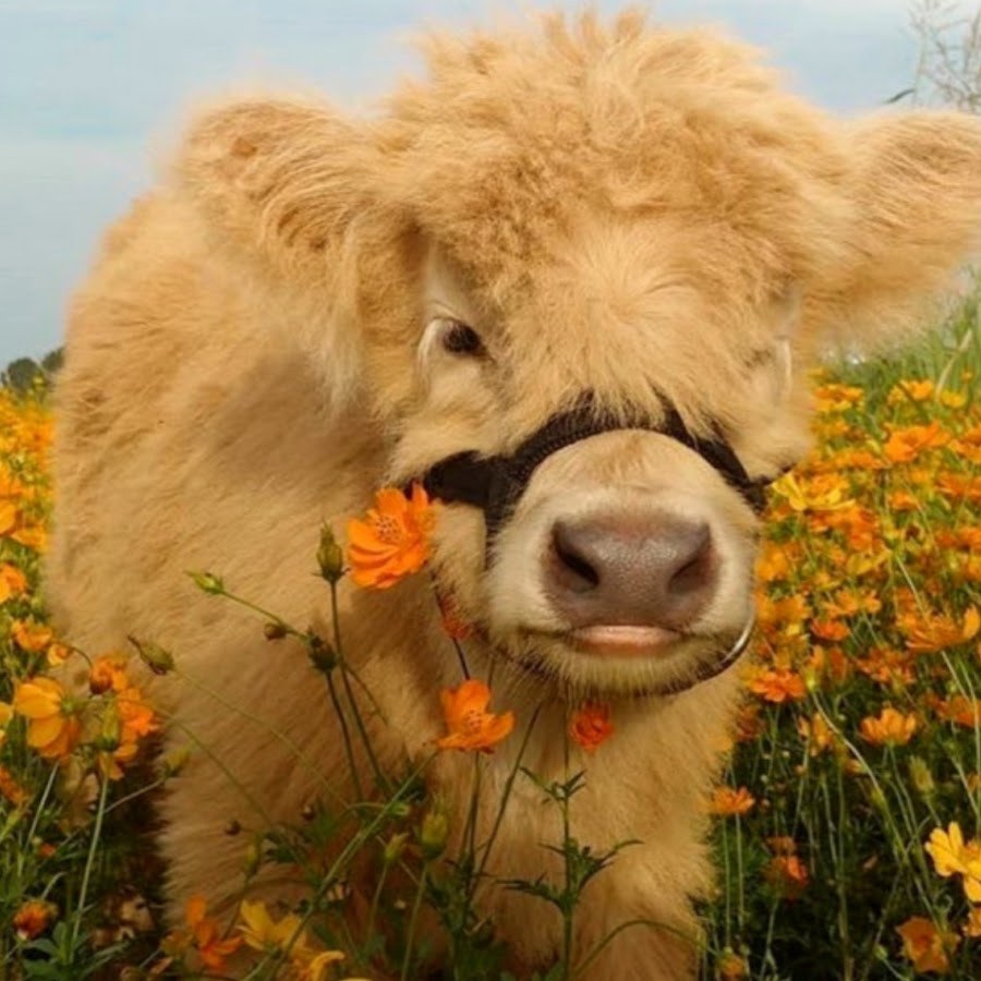 Vitra NewCon White R10a Rec 60x120